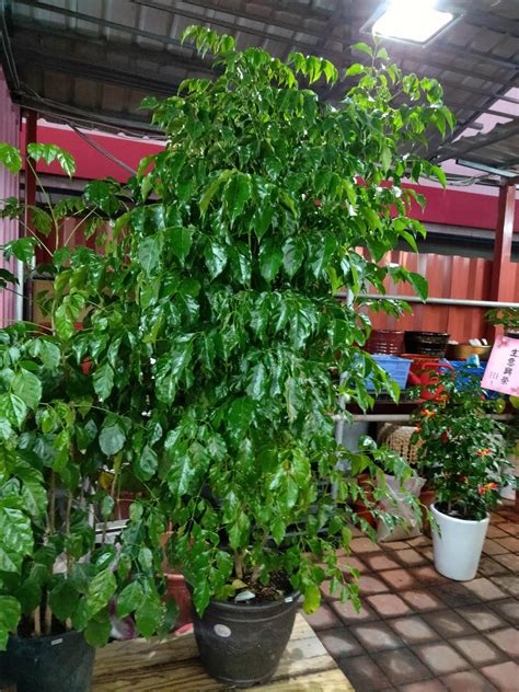 陽台擋煞植物玉麒麟|陽台擋煞植物指南：3種常見植物，輕鬆化解外煞 